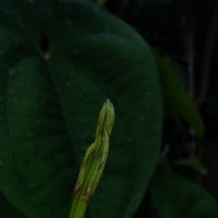 Dioscorea alata L.